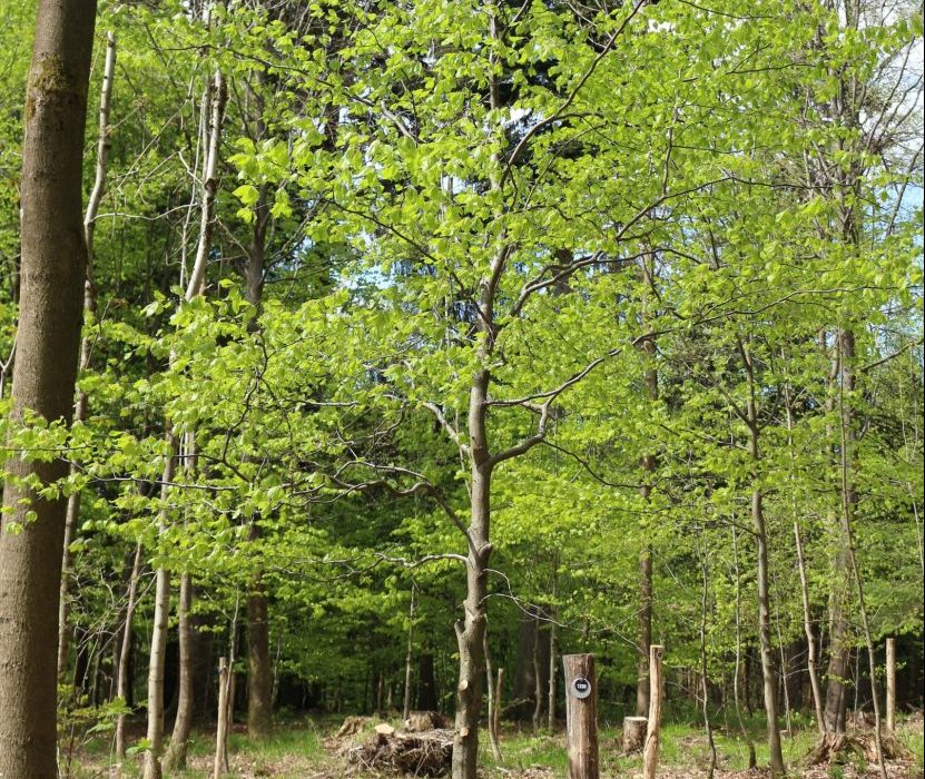 Junger Baum und ein Robinienpfahl mit Plakette im Wald- und Naturfriedhof Frankenwald